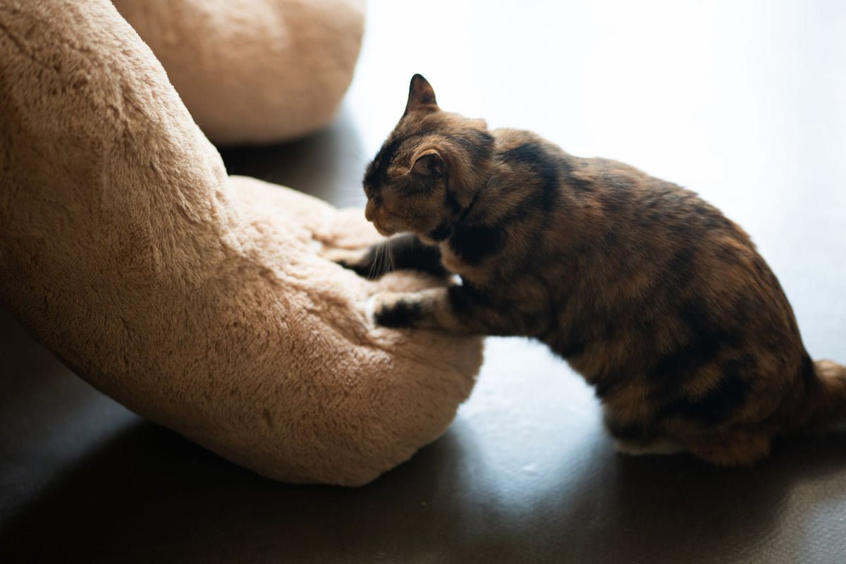 Tabby cat kneading a soft plush toy with its paws, making biscuits