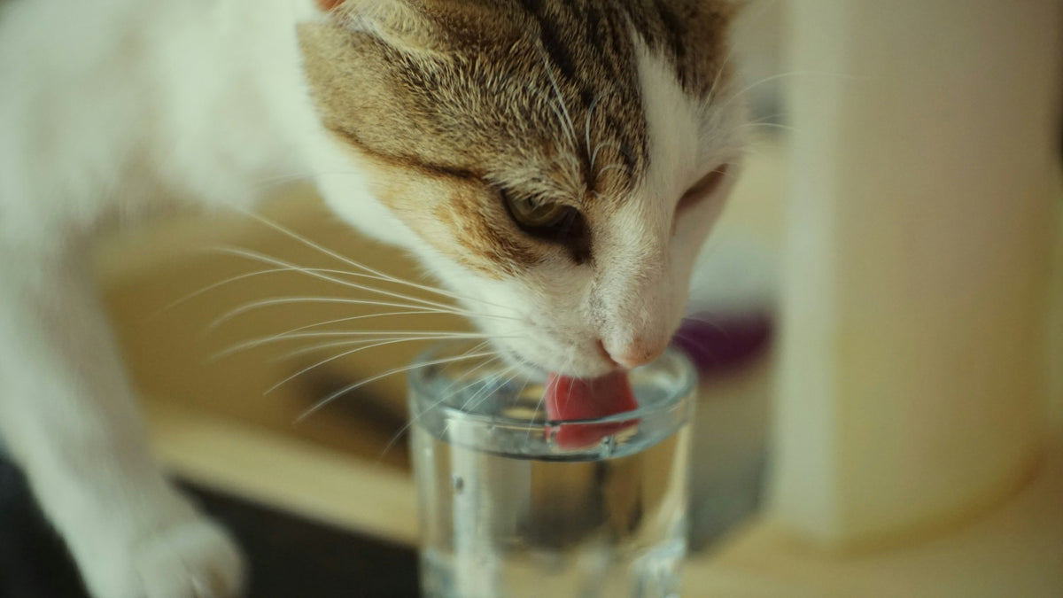 Cat reaching a paw toward a glass of water on a table