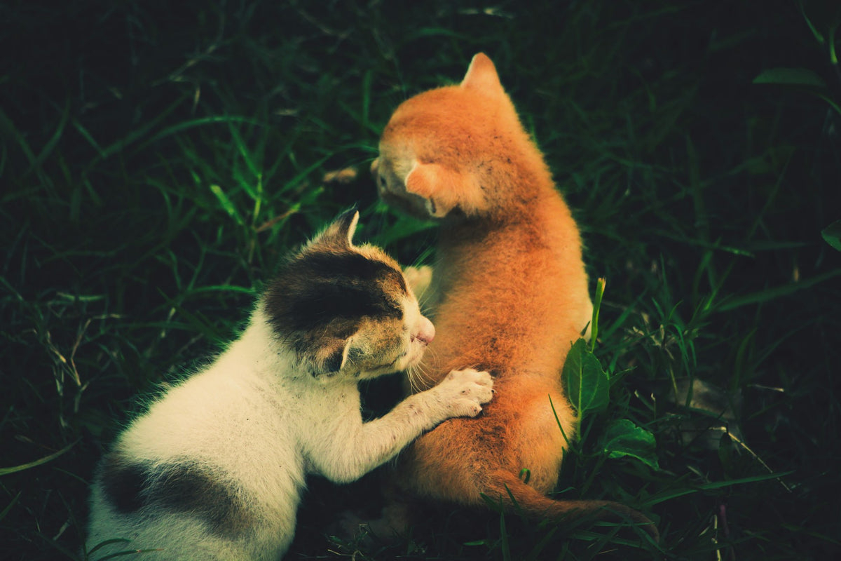 Two cats playfully wrestling with each other in the grass