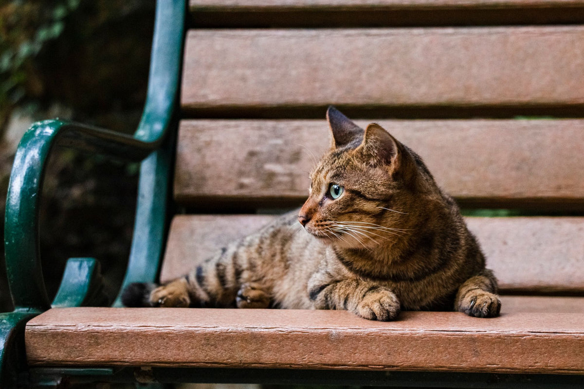 Brown tabby cat resting on a bench and looking away, seeming to ignore the camera