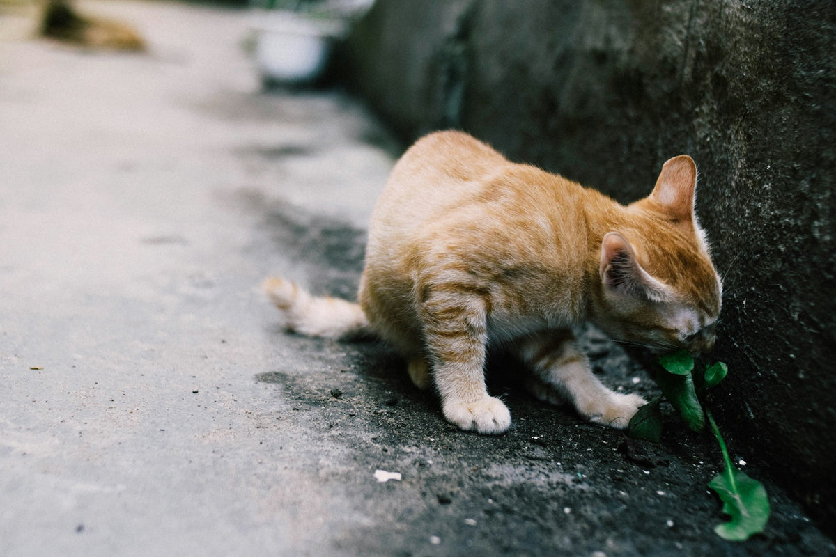 Orange tabby cat sniffing a green leafy plant