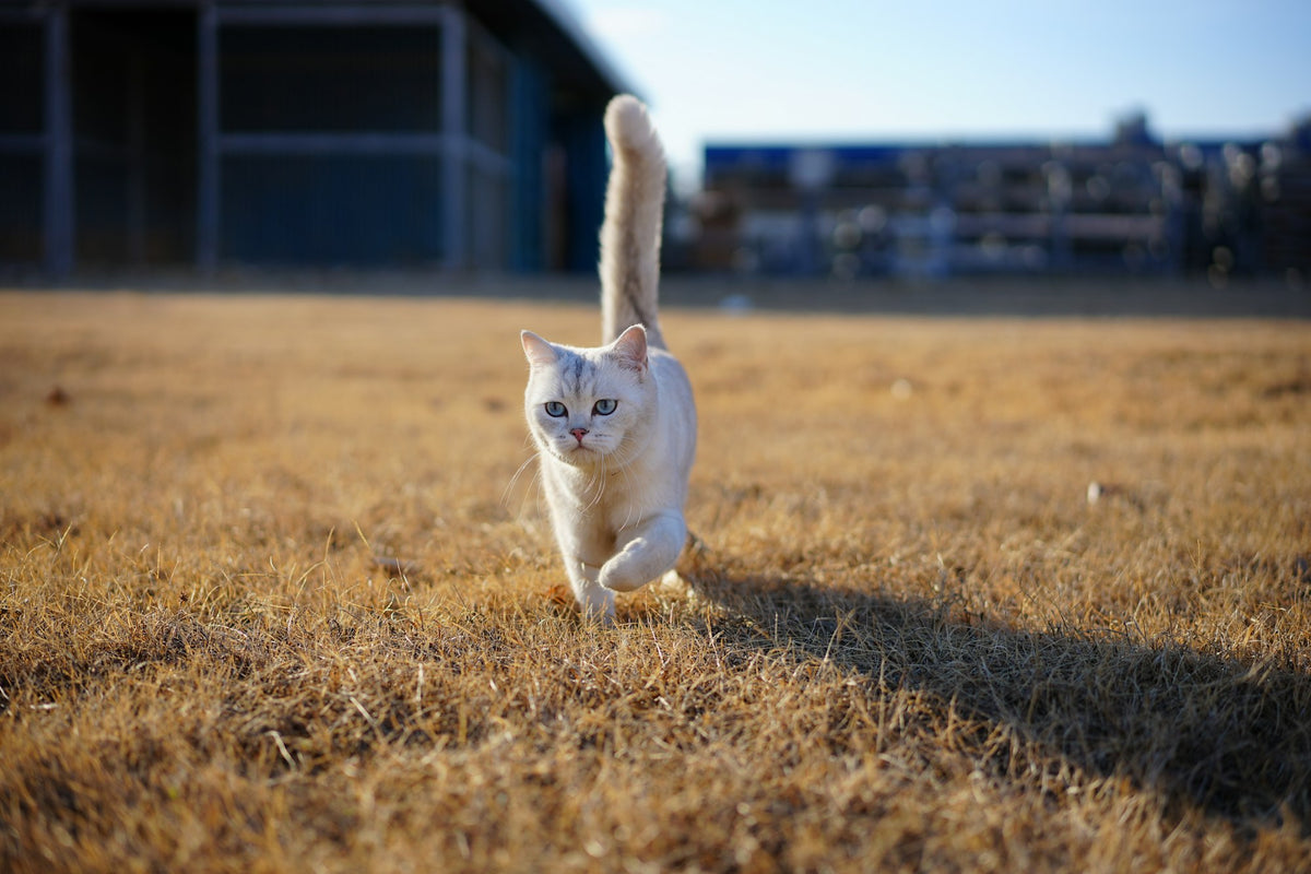 White cat sprinting fast across a grassy field, mid-zoomies