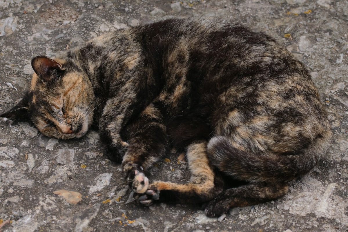 Tortoiseshell cat curled up and sleeping peacefully