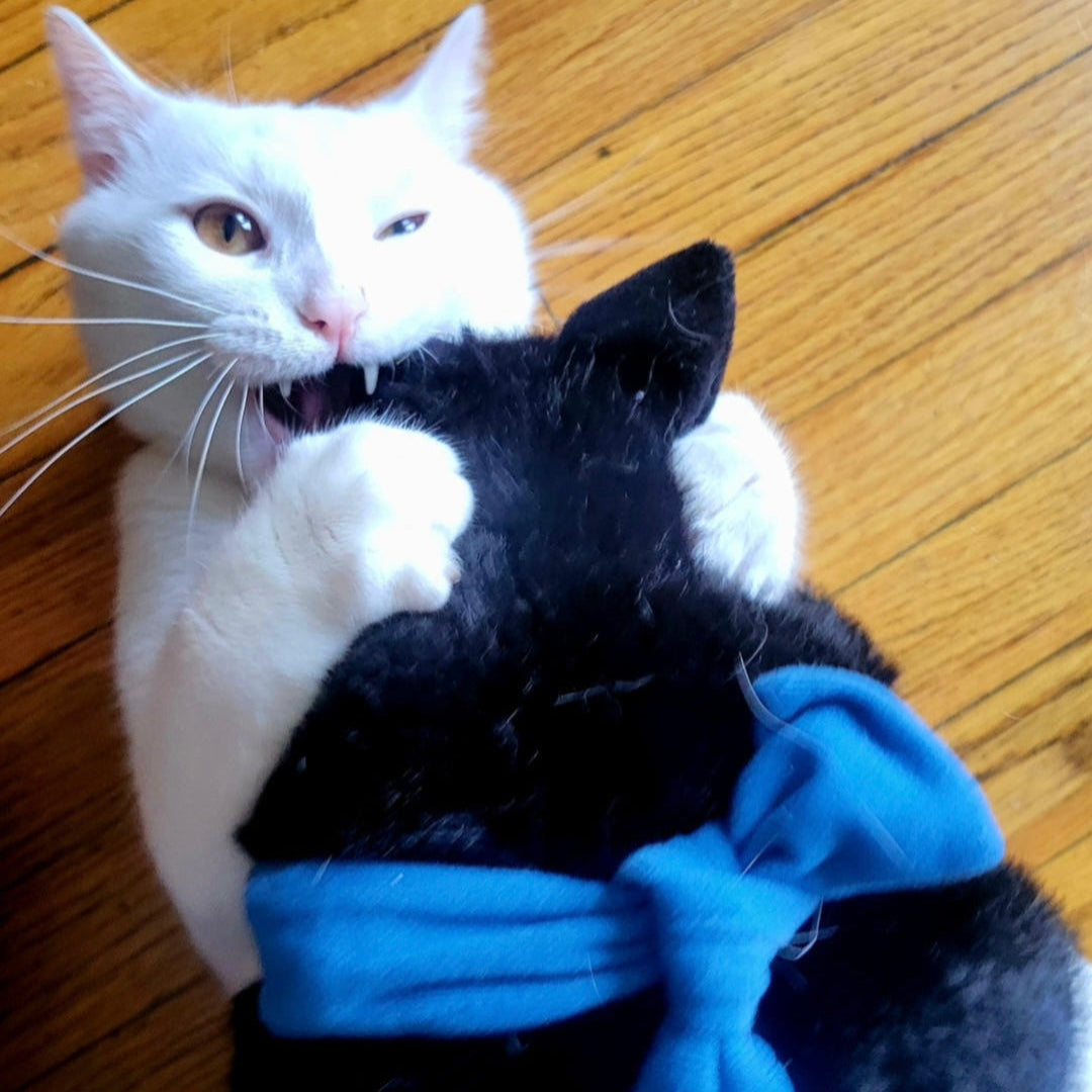 A white cat gripping and biting a black plush cat puppet with a blue bowtie
