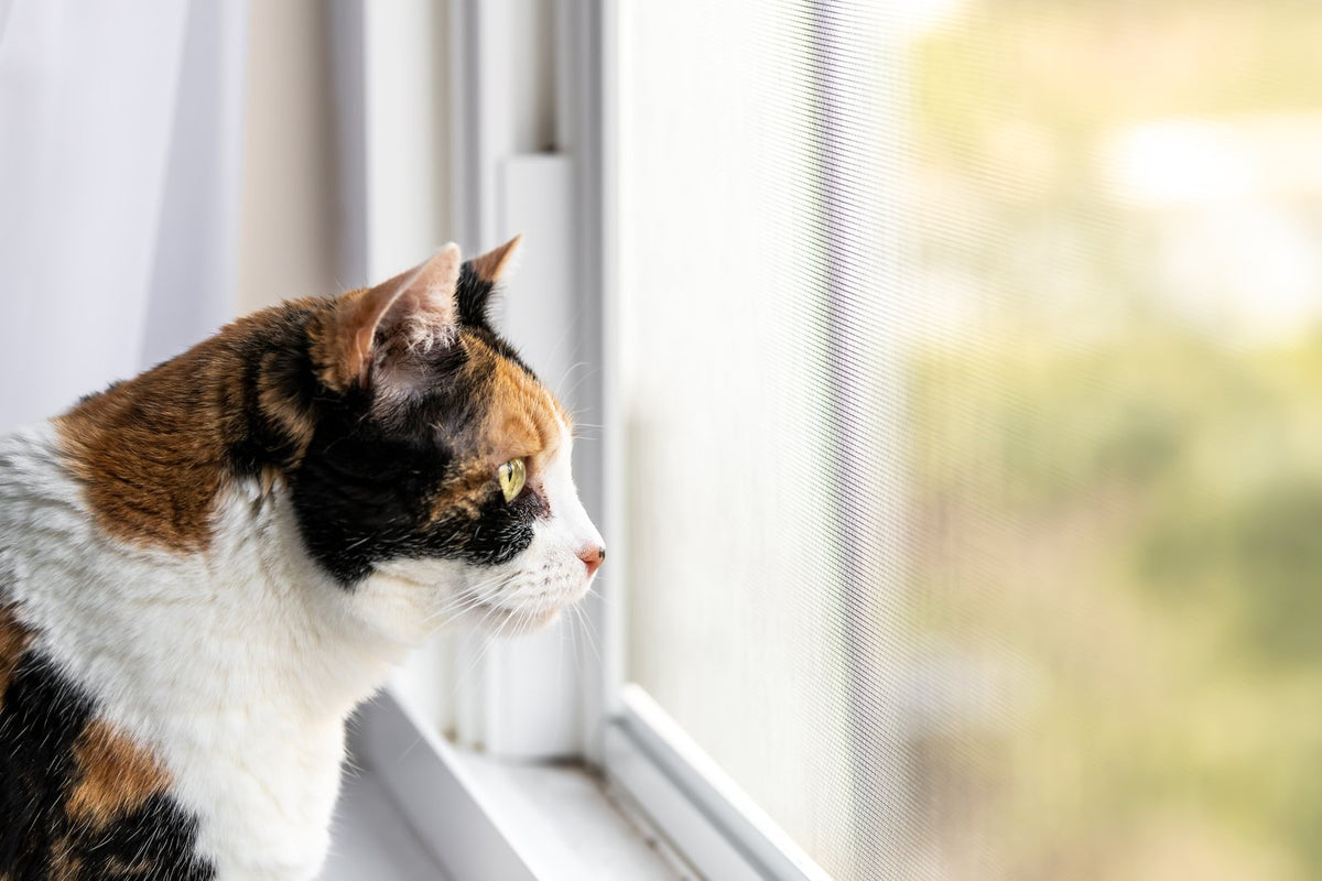 A calico cat sitting at a window, pointedly looking away