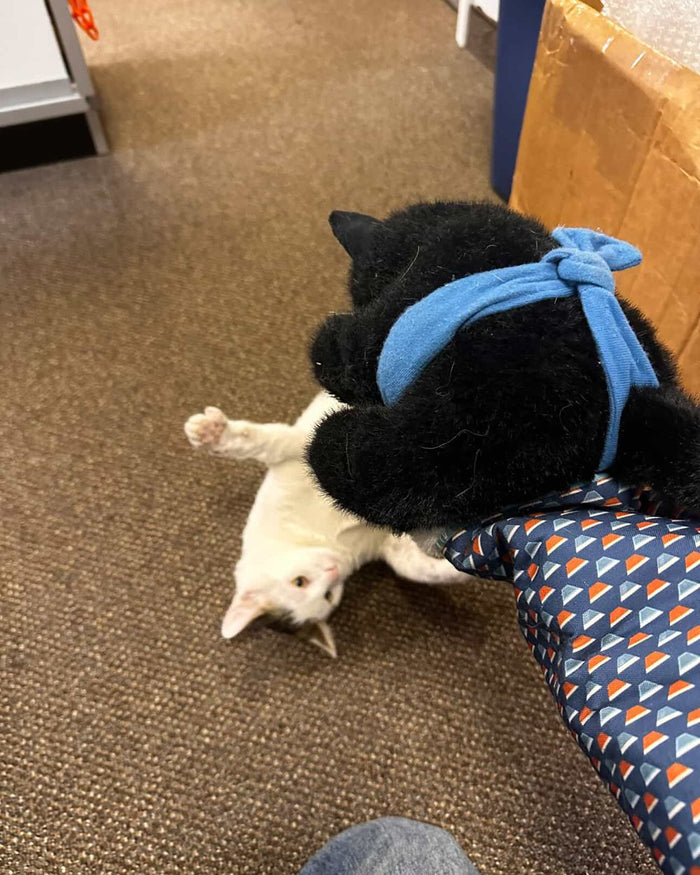 A white cat flat on its back, both front paws locked onto the Wrestler's sleeve