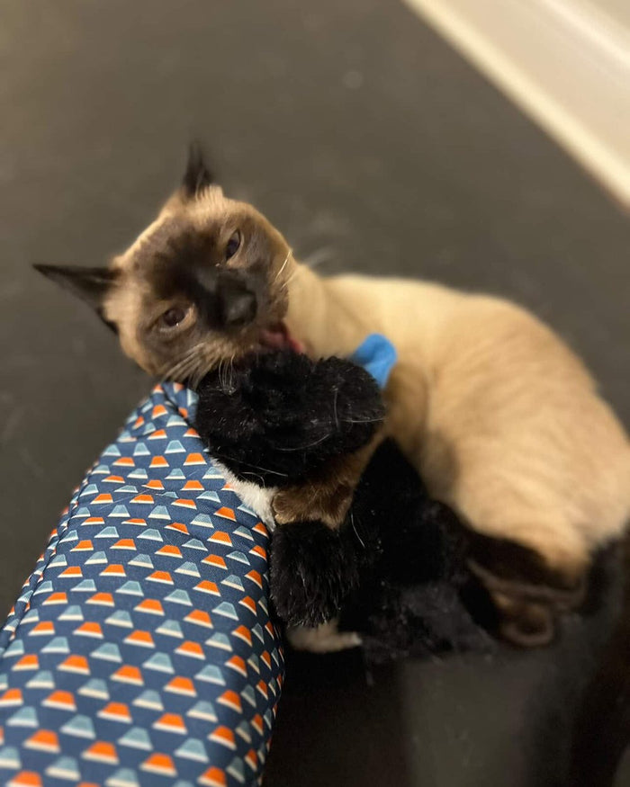 A Siamese cat hugging the Wrestler's head with both front legs