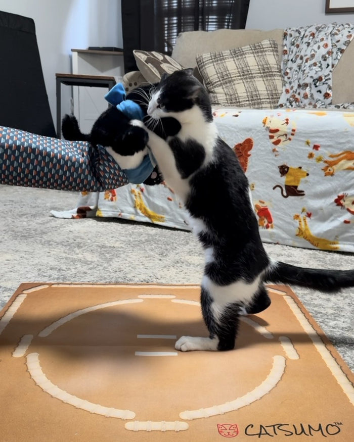 A black and white cat rearing up onto its back legs to meet the Wrestler on the Dohyo mat