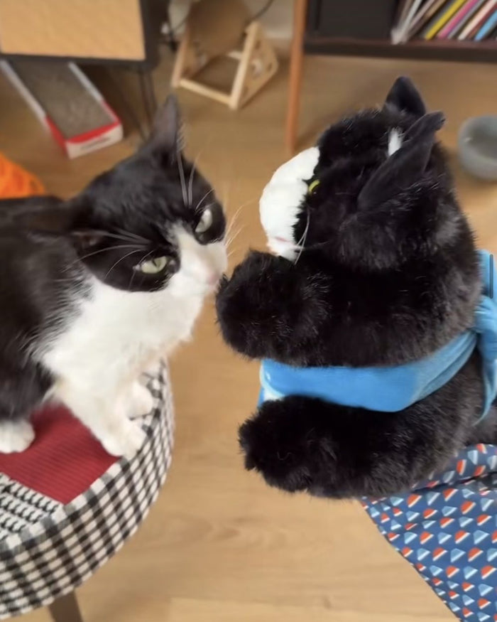 A tuxedo cat squaring up nose to nose with the CATSUMO Wrestler